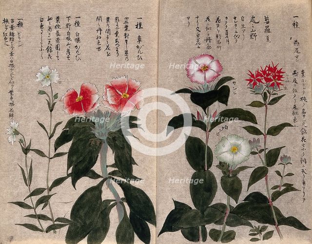 Five plants, possibly pinks (Dianthus species): flowering stems. Creator: Unknown.
