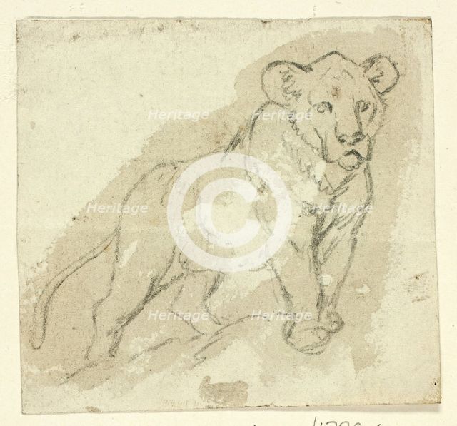 Five Sketches of Lions: Standing Cub, n.d. Creator: Henry Stacy Marks.