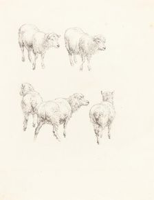 Five Sheep. Creator: Robert Hills