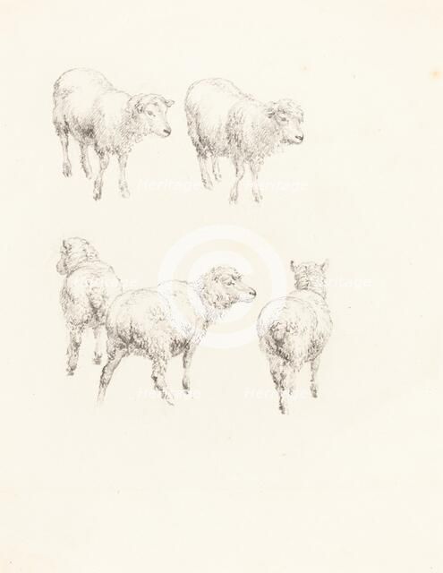 Five Sheep. Creator: Robert Hills.