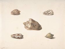 Five Shells, n.d.. Creator: Georgius Jacobus Johannes van Os