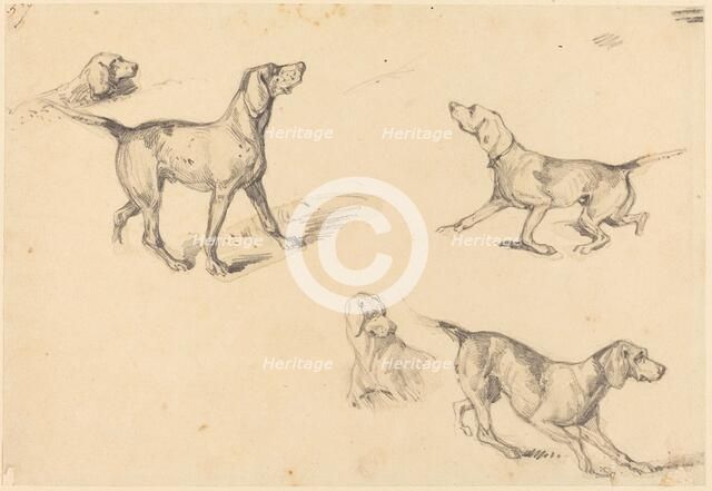 Five Studies of a French Pointer, 1825/1826. Creator: Richard Parkes Bonington.