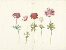 Five Studies of Anemones, c.1760-c.1770. Creator: Anon