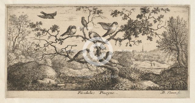 Ficedula, Piuoyne (The Bullfinch): Livre d'Oyseaux (Book of Birds), 1655-1660., Creator: albert flamen.