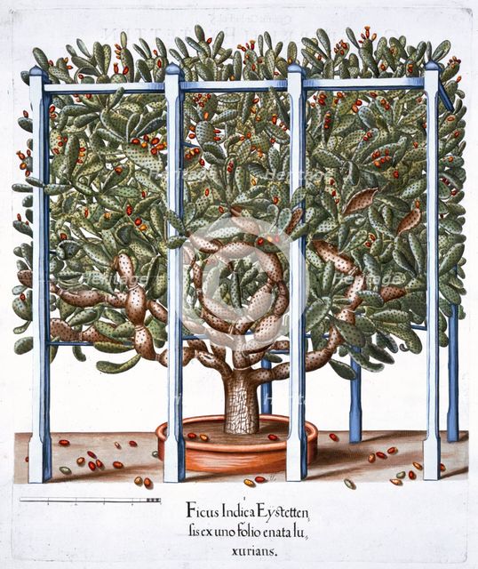 'Ficus indica eytettensis', 1613. Creator: Unknown.