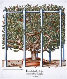 Ficus indica eytettensis 1613. Creator: Unknown