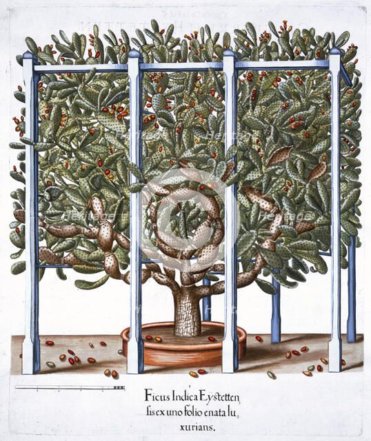 'Ficus indica eytettensis', 1613. Artist: Unknown