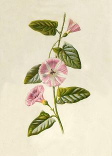 Field-Convolvulus 1877. Creator: Frederick Edward Hulme