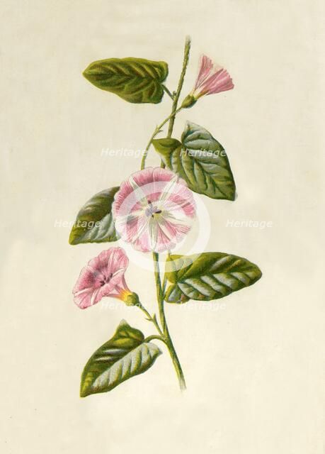 'Field-Convolvulus', 1877. Creator: Frederick Edward Hulme.
