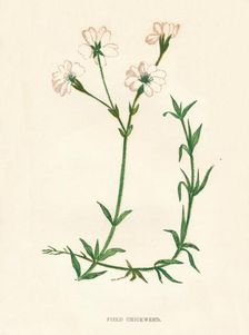 Field Chickweed c1891, (1891). Artist: Anne Pratt