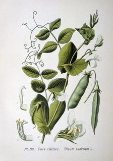 Field and garden pea, 1893
