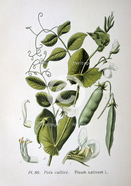 Field and garden pea, 1893. Artist: Unknown