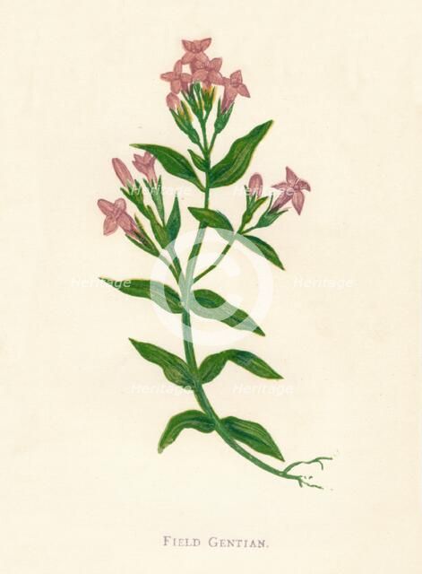 'Field Gentian', c1891, (1891). Artist: Anne Pratt.