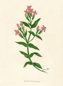 Field Gentian c1891, (1891). Artist: Anne Pratt