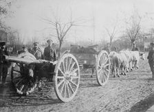 Field gun drawn by oxen, Serbia, between c1915 and c1920. Creator: Bain News Service