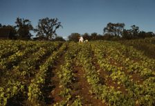 Field of cotton, between 1941 and 1942. Creator: Unknown