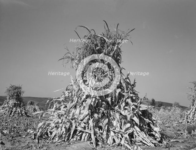 Field of corn in shock on farm of FSA borrower, Sunset Valley, Malheur County, Oregon, 1939. Creator: Dorothea Lange.