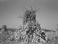 Field of corn in shock on farm of FSA borrower, Sunset Valley, Malheur County, Oregon, 1939. Creator: Dorothea Lange