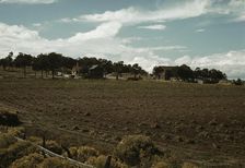 Field of beans and farmstead of Bill Stagg, homesteader, Pie Town, New Mexico, 1940. Creator: Russell Lee