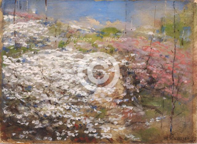 Field of Blossoms, 1927. Creator: William Henry Holmes.