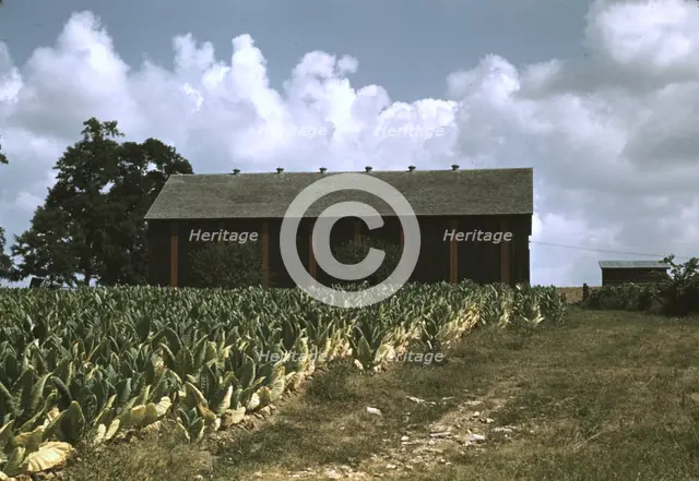 Field of Burley tobacco on farm of Russell Spears..., vicinity of Lexington, Ky., 1940. Creator: Marion Post Wolcott.