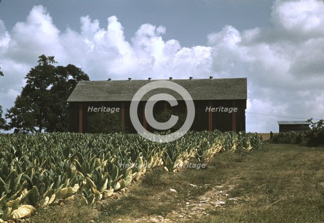 Field of Burley tobacco on farm of Russell Spears..., vicinity of Lexington, Ky., 1940. Creator: Marion Post Wolcott.