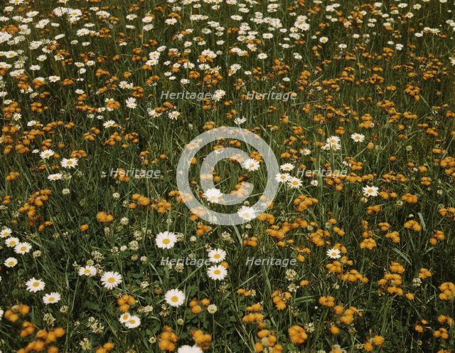 Field of daisies and orange flowers, possibly hawkweed, Vermont, 1943. Creator: John Collier.