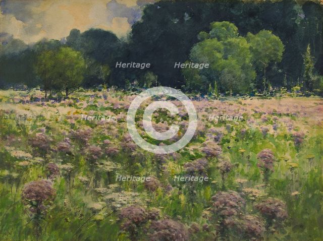 Field of Joe Pie Weeds (Pride of the Meadow), n.d. Creator: William Henry Holmes.