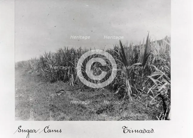 Field of sugar cane, Trinidad, 1897. Artist: Unknown
