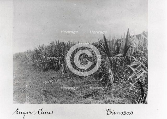Field of sugar cane, Trinidad, 1897. Artist: Unknown