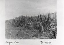 Field of sugar cane, Trinidad, 1897