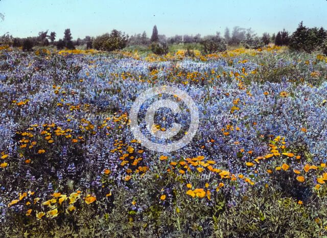 Field of poppies and lupin, California, 1917. Creator: Frances Benjamin Johnston.