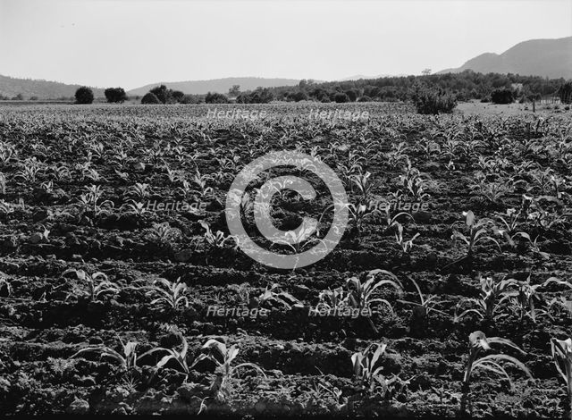 Field of young corn near Mescalero Apache Reservation, New Mexico, 1938. Creator: Dorothea Lange.