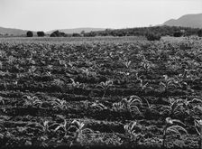 Field of young corn near Mescalero Apache Reservation, New Mexico, 1938. Creator: Dorothea Lange