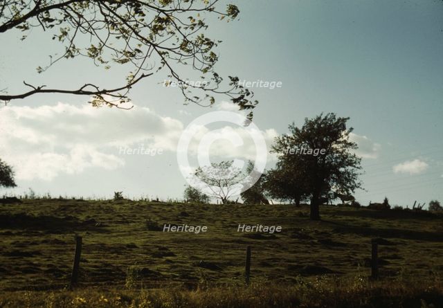 Field or pasture, between 1941 and 1942. Creator: Unknown.
