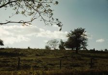 Field or pasture, between 1941 and 1942. Creator: Unknown