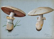 Field mushroom (Agaricus campestris): two fruiting bodies, 1899. Creator: Unknown