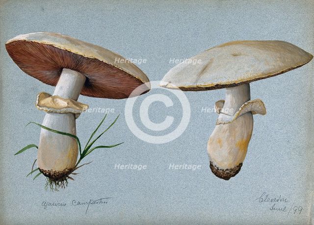 Field mushroom (Agaricus campestris): two fruiting bodies, 1899. Creator: Unknown.