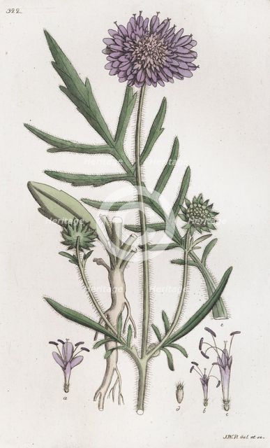 Field Scabious (Knautia arvensis), 1804-1811. Creator: Johan Wilhelm Palmstruch.