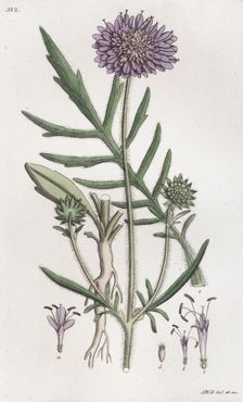 Field Scabious (Knautia arvensis), 1804-1811. Creator: Johan Wilhelm Palmstruch