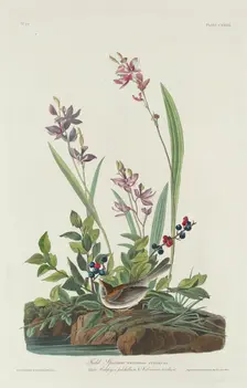 Field Sparrow, 1832. Creator: Robert Havell