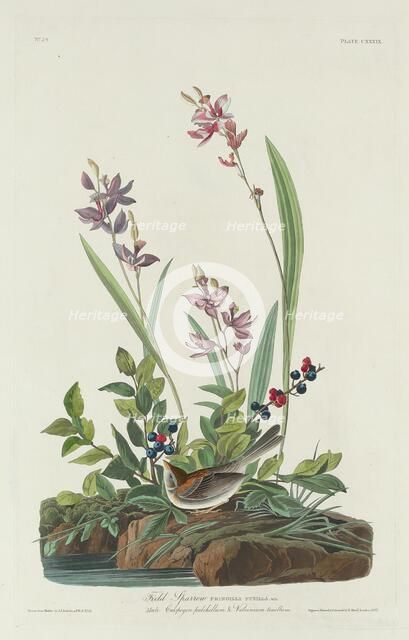 Field Sparrow, 1832. Creator: Robert Havell.