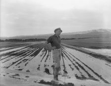 Field worker irrigating alfalfa and barley fields, Near Indio, Coachella Valley, California, 1937. Creator: Dorothea Lange