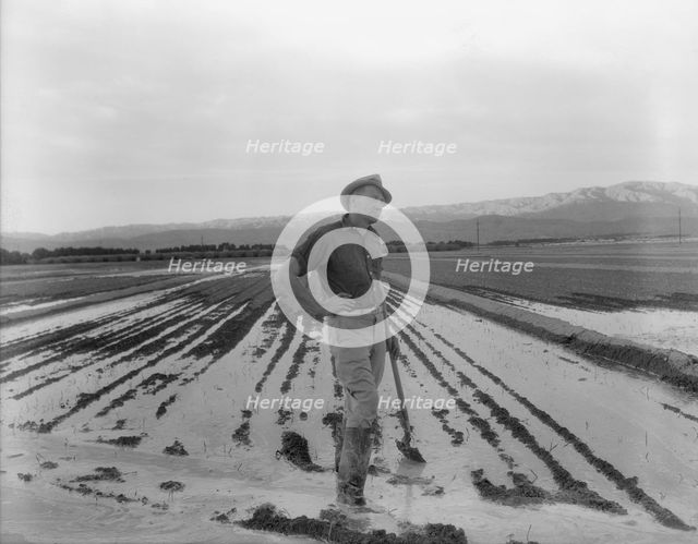 Field worker irrigating alfalfa and barley fields, Near Indio, Coachella Valley, California, 1937. Creator: Dorothea Lange.