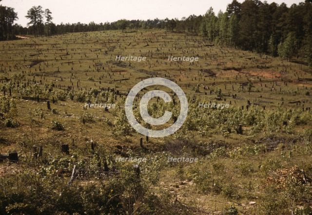 Field with tree stumps, between 1941 and 1942. Creator: Unknown.