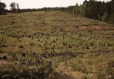 Field with tree stumps, between 1941 and 1942. Creator: Unknown