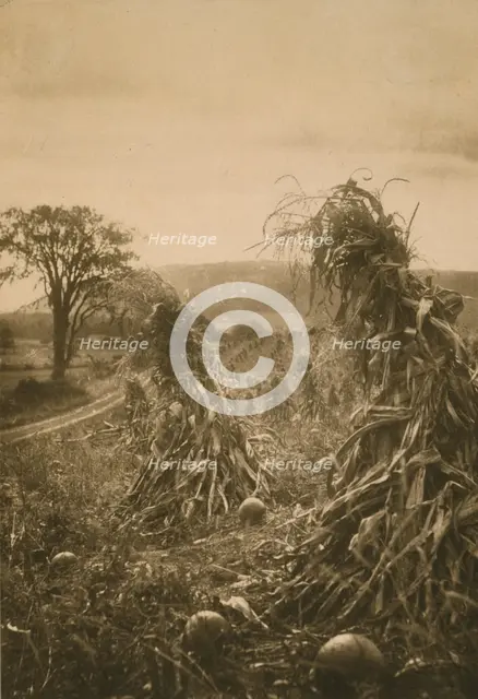 Field with cornstalks twisted into bunches and pumpkins, c1900. Creator: Emma Justine Farnsworth.
