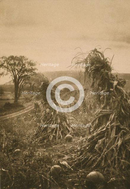 Field with cornstalks twisted into bunches and pumpkins, c1900. Creator: Emma Justine Farnsworth.