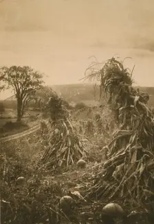 Field with cornstalks twisted into bunches and pumpkins, c1900. Creator: Emma Justine Farnsworth