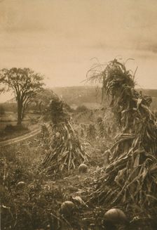 Field with cornstalks twisted into bunches and pumpkins, c1900. Creator: Emma Justine Farnsworth